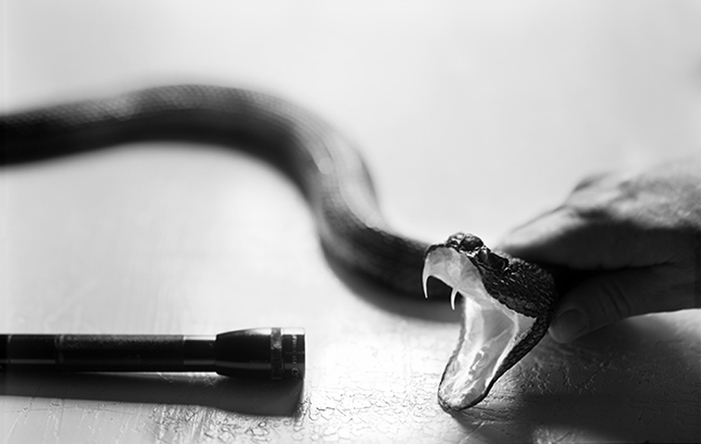 Brian Miller Cottonmouth Pigment Print