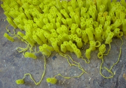 Elizabeth Duffy Works from 1999-2004 yellow scouring pads