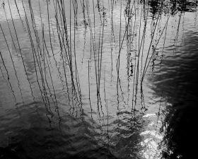 Marius Schultz Fine Art Photograhy - Utstilling på Kafé Celsius i Oslo til september 2013  reeds Photography