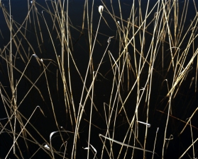 Marius Schultz Fine Art Photograhy - Utstilling på Kafé Celsius i Oslo til september 2013  reeds 
