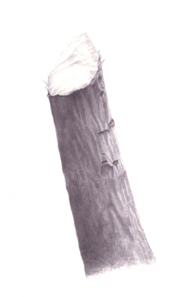 Stump 2-14-11 Stumps India ink on gessoed board