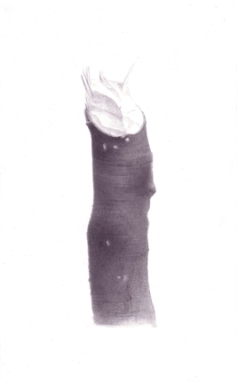 Stump 2-10-11 Stumps India ink on gessoed board
