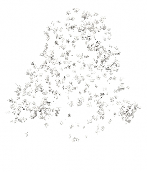 White on White Star Magnolia Star Magnolias Ultrachrome Archival Inkjet Print on Museo Matt Paper