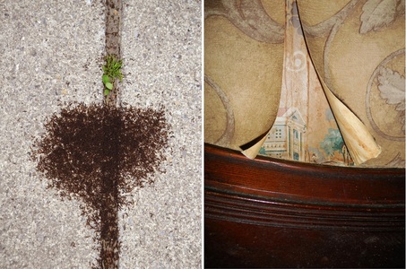 N.Y. Photo Curator: Global Photography Awards- 'Where Photography & Philanthropy Meet' SECOND PLACE: JULIE MIHALY - 'Notes in Passing (Ants/Wallpaper)' 