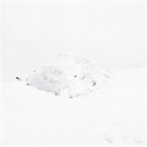 susi brister field chromogenic print