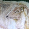  ANIMALS oil/linen