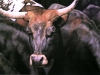  ANIMALS oil/linen