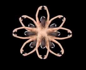 Victor Faccinto Video and Film Gallery digital video