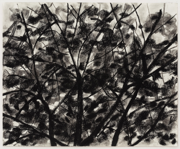 William Staples Drawings Charcoal on paper.