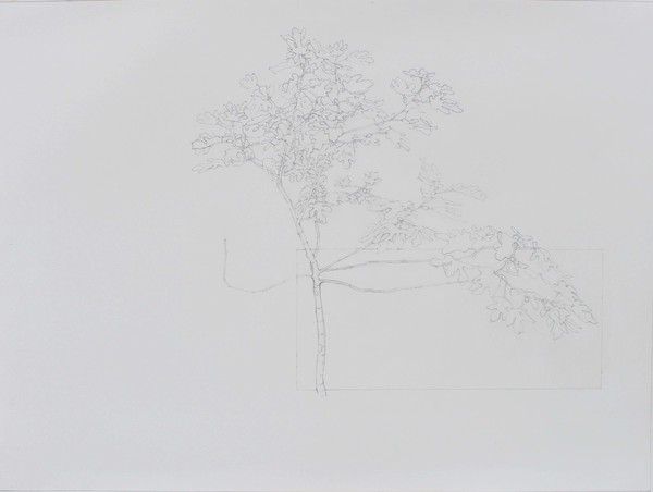Andrew Carter - Artist & Printmaker drawings pencil on paper