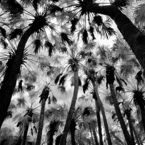 ARTicles Art Gallery Benjamin Dimmitt selenium-toned gelatin silver print 