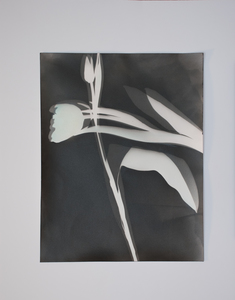 ENNID BERGER Botanicals oil paint on silver gelatin photogram
