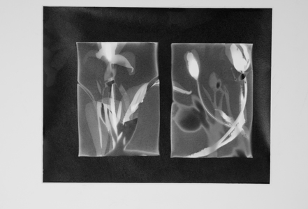 ENNID BERGER Botanicals Silver gelatin photogram