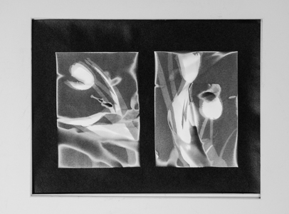 ENNID BERGER Botanicals silver gelatin photogram