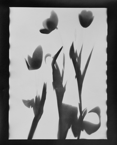 ENNID BERGER Botanicals  silver gelatin photogram