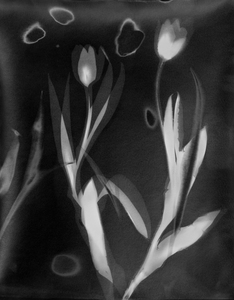 ENNID BERGER Botanicals silver gelatin photogram