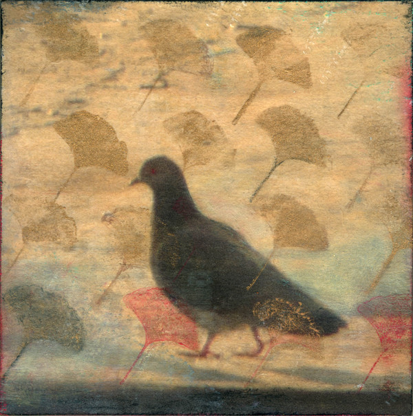 Heather Goodman Pigeons mixed media on panel