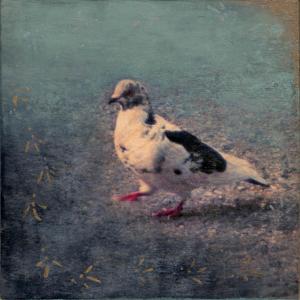 Heather Goodman Pigeons mixed media on panel