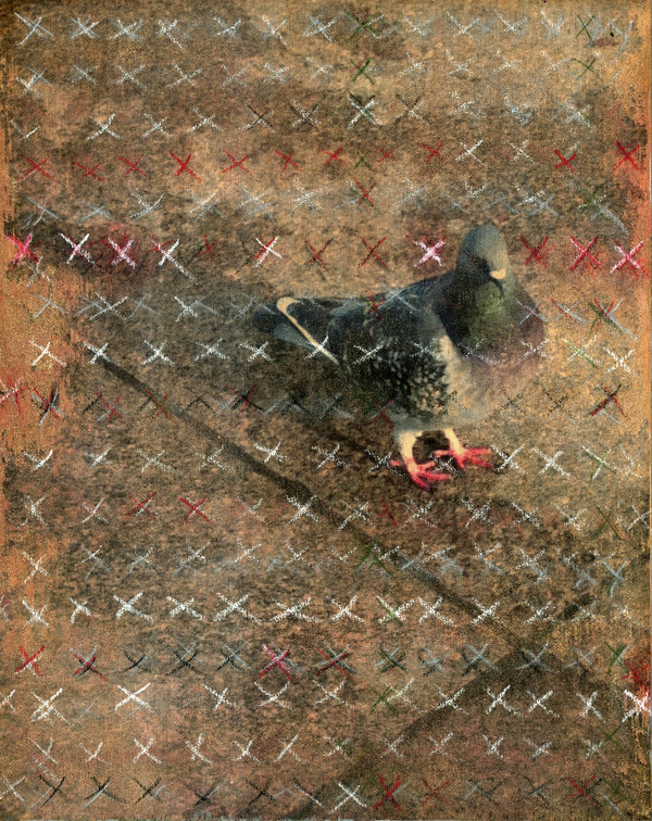 Heather Goodman Pigeons mixed media on panel