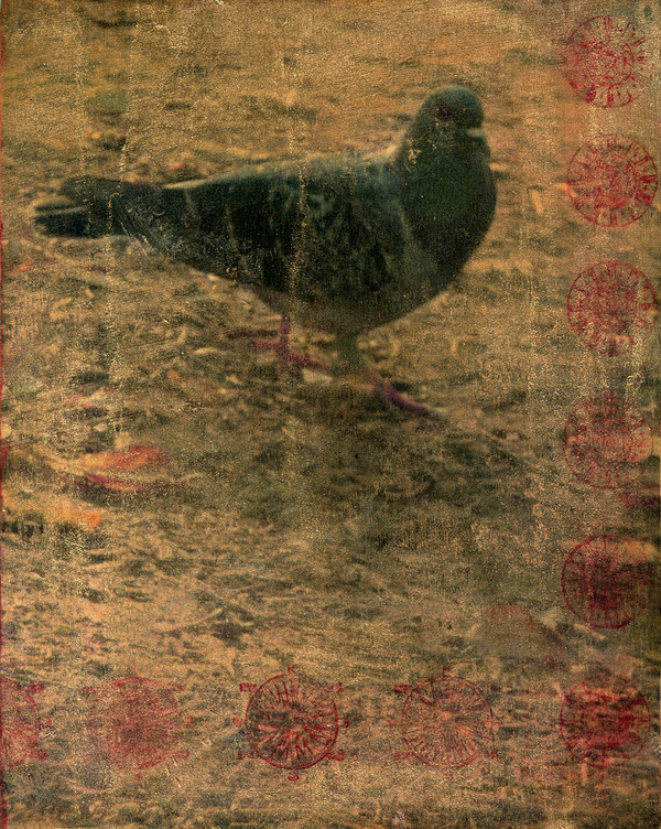 Heather Goodman Pigeons mixed media on panel