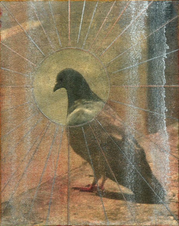 Heather Goodman Pigeons mixed media on panel