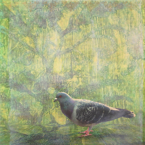 Heather Goodman Pigeons mixed media on panel