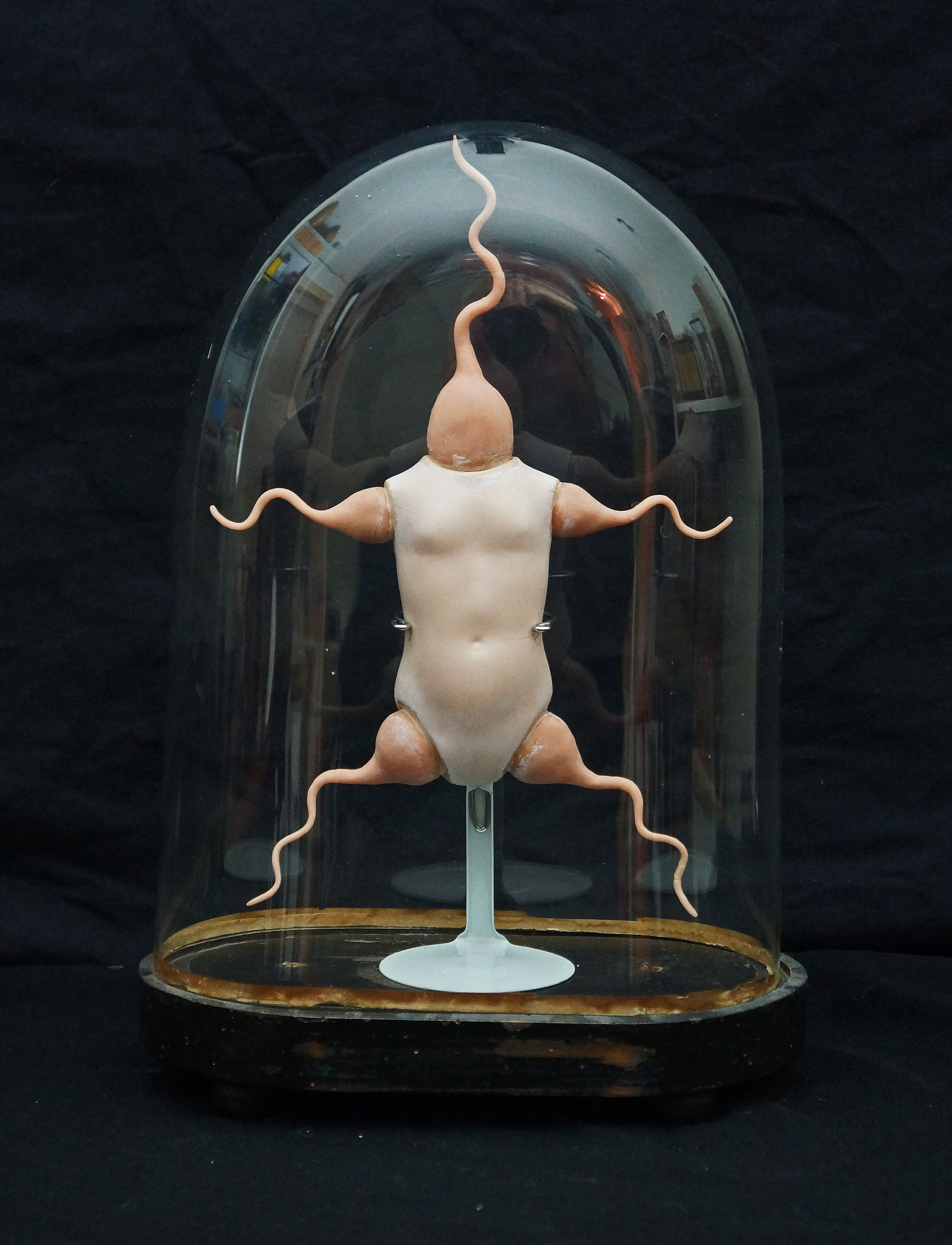  Homunculus Introduction 