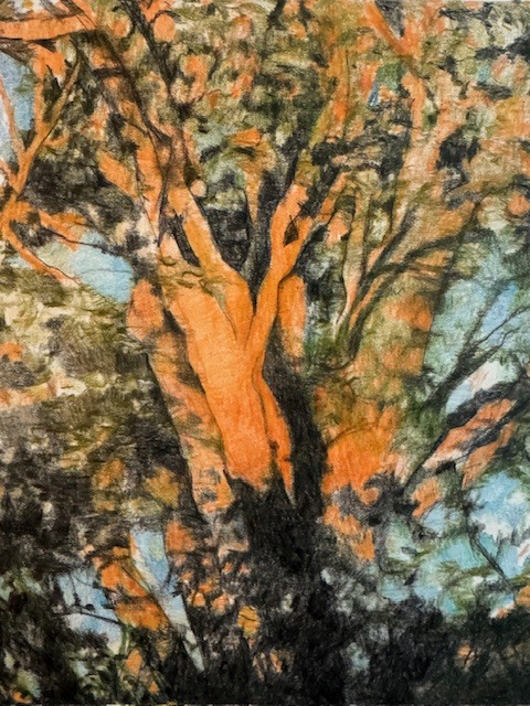 LAURA HEXNER Armature Colored pencil