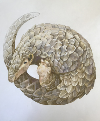 LAURA HEXNER Endangered Animals colored pencil on paper