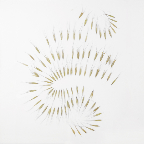 Leslie Hirst From Here  inflorescence