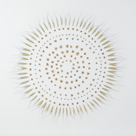 Leslie Hirst From Here dried flowers and inflorescence
