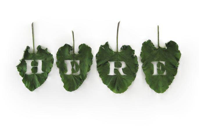 Leslie Hirst From Here Colocasia esculenta leaves collected in Marnay-sur-Seine