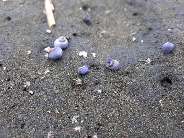 Michelle Mayn 2025 - Onepū - shifting sands/shifting time 