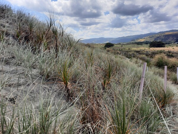 Michelle Mayn 2025 - Onepū - shifting sands/shifting time 
