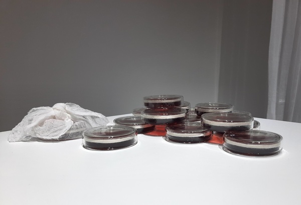 Michelle Mayn Guava Jelly & Jar (2025) 