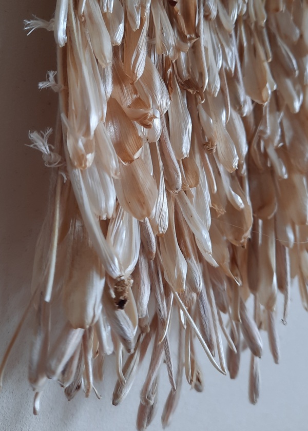 Michelle Mayn Inflorescence (2025) 