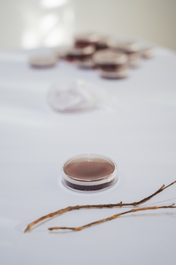 Michelle Mayn Guava Jelly & Jar (2025) 