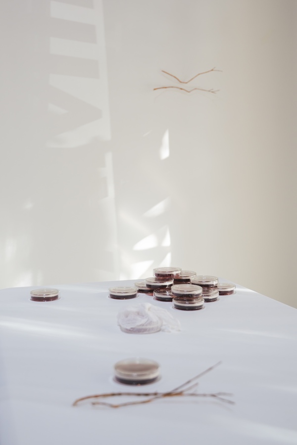 Michelle Mayn Guava Jelly & Jar (2025) 