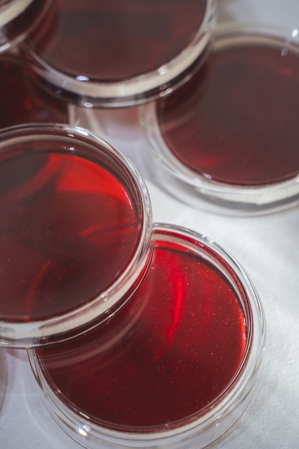 Michelle Mayn Guava Jelly & Jar (2025) 
