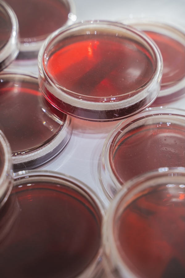 Michelle Mayn Guava Jelly & Jar (2025) 