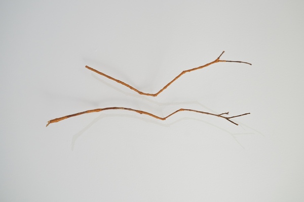 Michelle Mayn Guava Twig & Muka (2025) Twig of guava hedge (Psidium cattleyanum Sabine), muka ((processed harakeke fibre; NZ Flax, Phormium Tenax)) dyed with guava berries and tannin leaf mordant. 