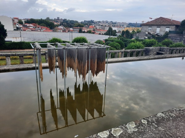 Michelle Mayn Harakeke (2021-22) 