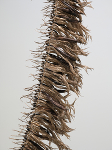 Wharariki