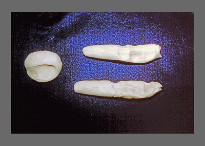 nancy busch adjunct images 