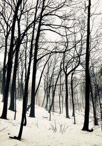 Conversations Among the Trees and Flowers