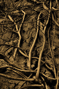 P a m e l a   W a l d r o u p Vegetal Structures 