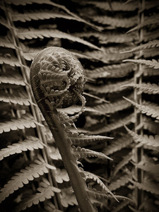 P a m e l a   W a l d r o u p Vegetal Structures 