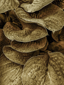P a m e l a   W a l d r o u p Vegetal Structures 