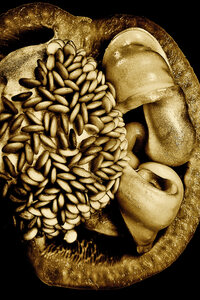 P a m e l a   W a l d r o u p Vegetal Structures 