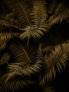 P a m e l a   W a l d r o u p Vegetal Structures 
